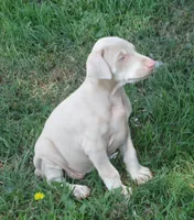 PICKME, CREMELLO,AKC, a male Doberman Pinscher for sale in Temecula, CA – Photo 1 of 7