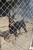 TSAR, EUROPEAN MALE,AKC, a male Doberman Pinscher for sale in Temecula, CA – Photo 1 of 2