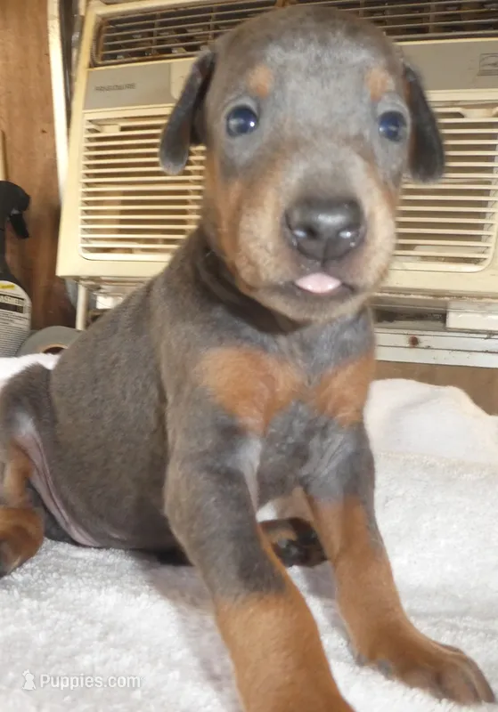 MARLA. BLUE/RUST, 3/4 EURO – Doberman Pinscher puppy for sale in Temecula, CA