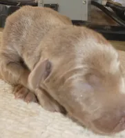 MEL FAWN MALE  AKC, a male Doberman Pinscher for sale in Temecula, CA – 1 of 4