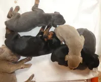 SUZIE, AKC,  , a female Doberman Pinscher for sale in Temecula, CA – 4 of 7