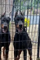 REBEL, EURO,AKC w/ear crop, a male Doberman Pinscher for sale in Temecula, CA – Photo 3 of 3
