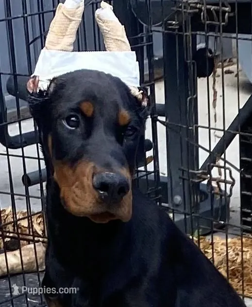 REBEL, EURO,AKC w/ear crop