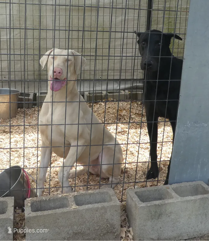 UPCOMING CREMLLO (WHITE) AKC – Doberman Pinscher puppy for sale in Temecula, CA