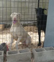 UPCOMING CREMLLO (WHITE) AKC, a  Doberman Pinscher for sale in Temecula, CA – 1 of 1