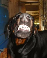 UPCOMING LITTER, AKC, 3/4 EURO, a  Doberman Pinscher for sale in Temecula, CA – 2 of 2