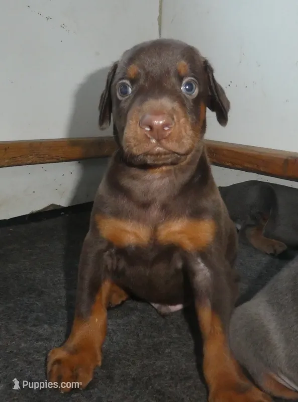 RED/RUST MALE, AKC, 3/4 EURO, a male Doberman Pinscher for sale in Temecula, CA – 1 of 3