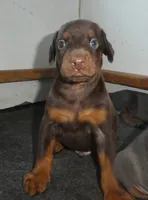 RED/RUST MALE, AKC, 3/4 EURO, a male Doberman Pinscher for sale in Temecula, CA – 1 of 3