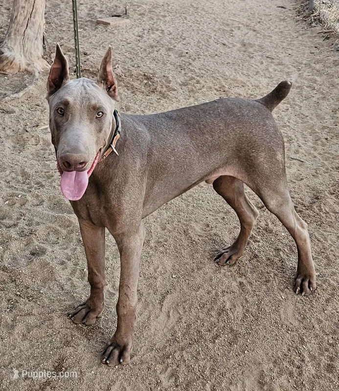 UPCOMING AKC LITTER – Doberman Pinscher puppy for sale in Temecula, CA