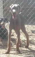 FAWN MALE, AKC, a male Doberman Pinscher for sale in Temecula, CA – Photo 2 of 2