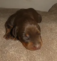 RED/Rust MALE, AKC, a male Doberman Pinscher for sale in Temecula, CA – 3 of 3