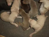 CREMELLO MALE WBlue Eyes, AKC, a male Doberman Pinscher for sale in Temecula, CA – 2 of 2