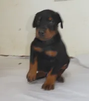 BLACK/RUST MALE, 3/4 EURO, AKC, a male Doberman Pinscher for sale in Temecula, CA – 1 of 3