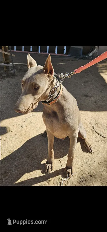 COCHISE, AKC Fawn, 3/4 Euro