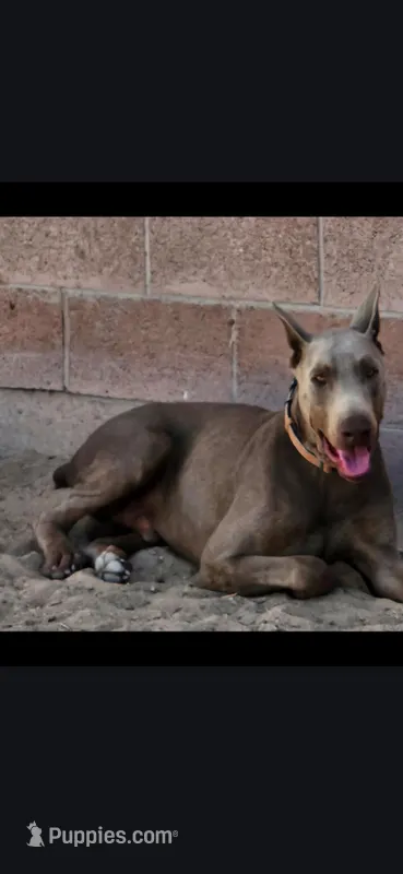 COCHISE, AKC Fawn, 3/4 Euro – Doberman Pinscher puppy for sale in Temecula, CA