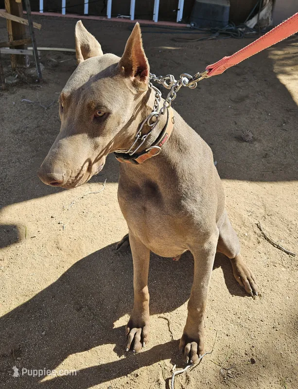 UPCOMING AKC LITTER – Doberman Pinscher puppy for sale in Temecula, CA