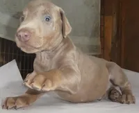 ZOE. MEL BLUE, FEMALE AKC, 3/4 Euro, a female Doberman Pinscher for sale in Temecula, CA – 5 of 7