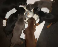 BLUE/RUST FEMALE, AKC, 3/4 EURO, a female Doberman Pinscher for sale in Temecula, CA – 4 of 6