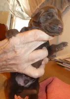 MEL RED MALE, AKC, a male Doberman Pinscher for sale in Temecula, CA – 3 of 4