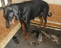 BLUE/RUST FEMALE, AKC, 3/4 EURO, a female Doberman Pinscher for sale in Temecula, CA – 5 of 6