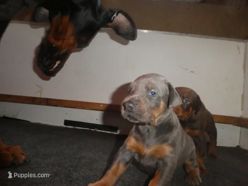 BLUE/RUST FEMALE, AKC, a female Doberman Pinscher for sale in Temecula, CA – 1 of 4