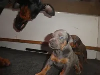 BLUE/RUST FEMALE, AKC, a female Doberman Pinscher for sale in Temecula, CA – 1 of 4