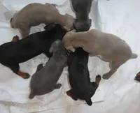 MEL BLUE, FEMALE AKC w/ear crop, a female Doberman Pinscher for sale in Temecula, CA – 2 of 5