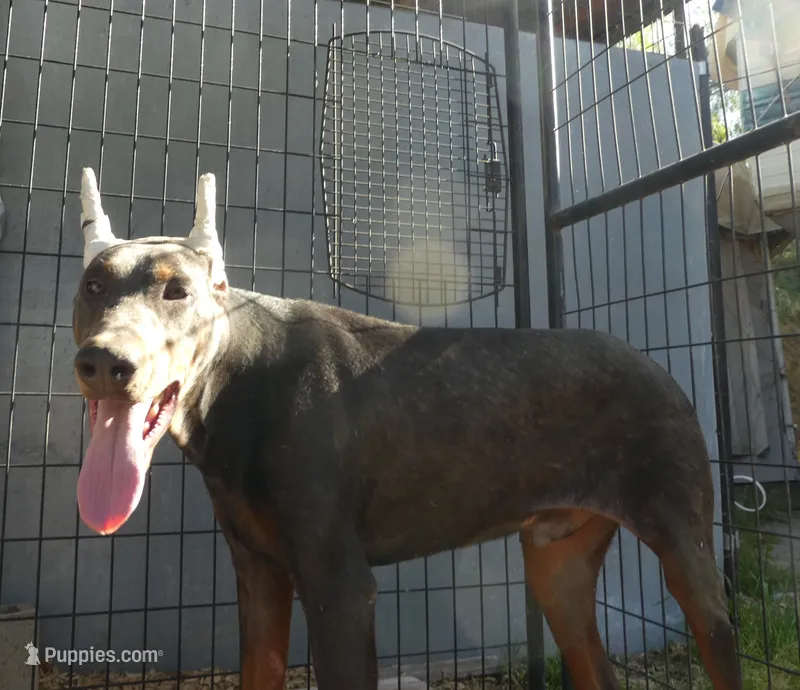 BLUEY, AKC – Doberman Pinscher puppy for sale in Temecula, CA