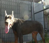 BLUEY, AKC, a  Doberman Pinscher for sale in Temecula, CA – 1 of 2