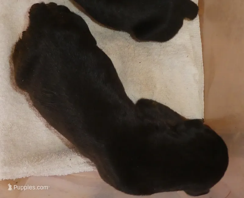 BLACK/RUST, AKC, 3/4 EURO F – Doberman Pinscher puppy for sale in Temecula, CA