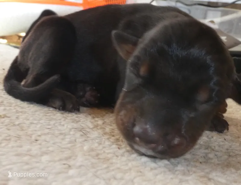 MEL BLACK MALE, AKC – Doberman Pinscher puppy for sale in Temecula, CA