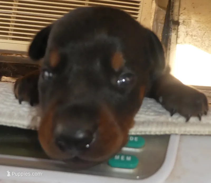 SUZIE, AKC, 3/4 Euro – Doberman Pinscher puppy for sale in Temecula, CA