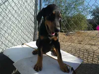GUY - 3/4 Euro, 16 wks AKC, a male Doberman Pinscher for sale in Temecula, CA – Photo 2 of 3
