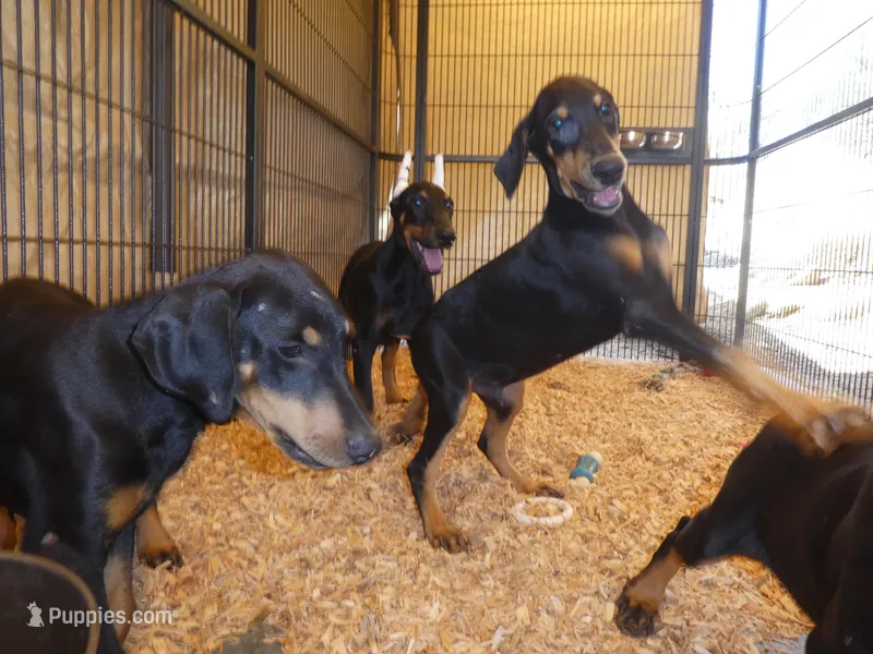 GUY - 3/4 Euro, 16 wks AKC