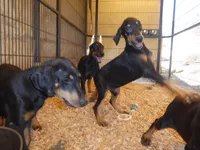 GUY - 3/4 Euro, 16 wks AKC, a male Doberman Pinscher for sale in Temecula, CA – Photo 1 of 3