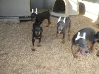 GUY - 3/4 Euro, 16 wks AKC, a male Doberman Pinscher for sale in Temecula, CA – Photo 3 of 3