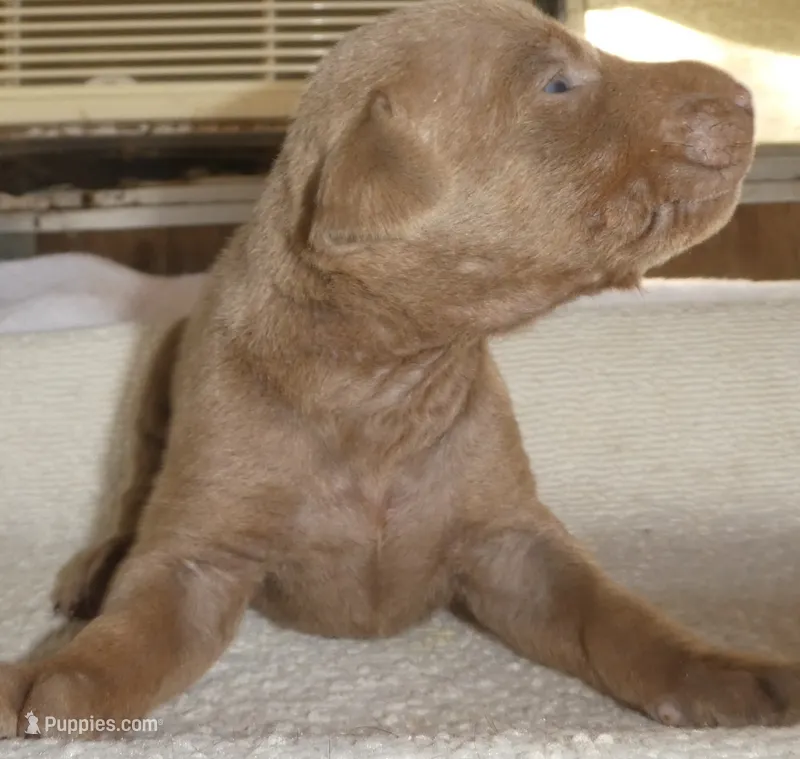 MEL FAWN MALE  AKC – Doberman Pinscher puppy for sale in Temecula, CA