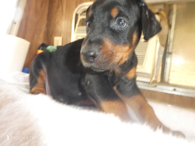 BLUEY, AKC,MALE,3/4 EURO – Doberman Pinscher puppy for sale in Temecula, CA
