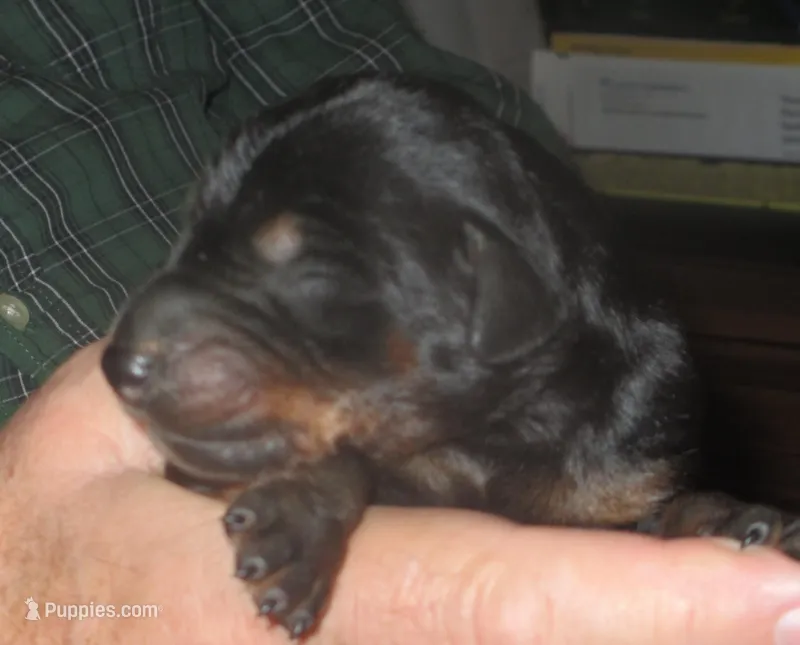 BLACK/RUST M , AKC  – Doberman Pinscher puppy for sale in Temecula, CA