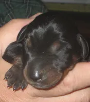 BLACK/RUST M , AKC , a male Doberman Pinscher for sale in Temecula, CA – Photo 2 of 4