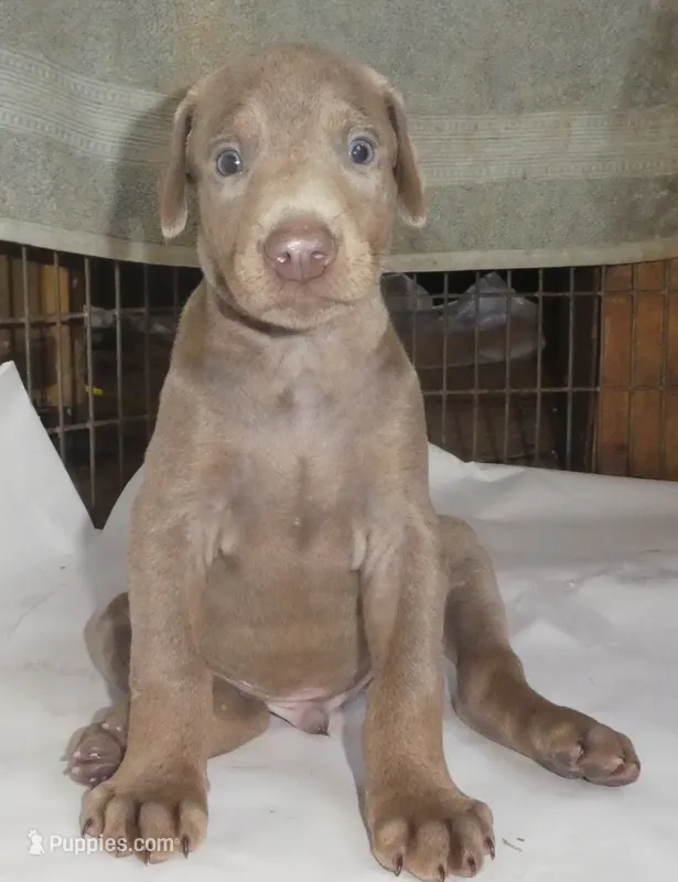 SANDY,AKC,3/4 EURO,FAWN,w/ear crop – Doberman Pinscher puppy for sale in Temecula, CA