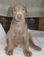 SANDY, AKC, 3/4 EURO, FAWN, a male Doberman Pinscher for sale in Temecula, CA – 3 of 3
