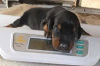 MELANISTIC BLACK MALE, 3/4 EURO, AKC, a male Doberman Pinscher for sale in Temecula, CA – 1 of 1
