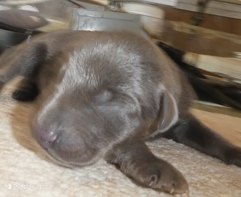 MEL BLUE, FEMALE AKC – Doberman Pinscher puppy for sale in Temecula, CA