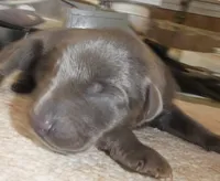 MEL BLUE, FEMALE AKC, a female Doberman Pinscher for sale in Temecula, CA – 1 of 2