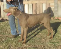 UPCOMING AKC LITTER 3/4 EURO, a  Doberman Pinscher for sale in Temecula, CA – 4 of 4