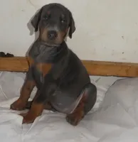 MARLA.BLUE,AKC3/4 EURO,w/ear crop, a female Doberman Pinscher for sale in Temecula, CA – 6 of 7