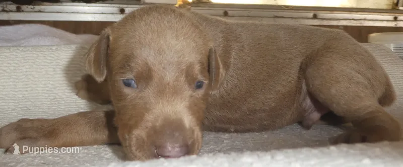 BLUEY, AKC,MALE,3/4 EURO – Doberman Pinscher puppy for sale in Temecula, CA