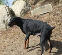 NEW LITTER, AKC, 3/4+  EURO, a  Doberman Pinscher for sale in Temecula, CA – 2 of 2