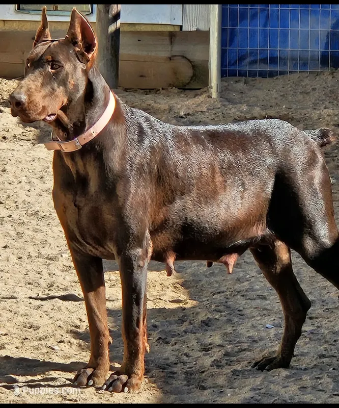 MEL RED FEMALE,AKC 3/4 EURO